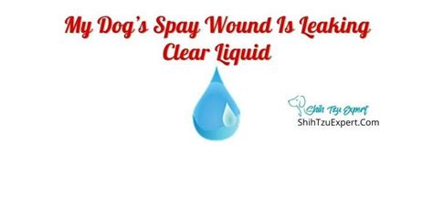 dog spay incision leaking fluid|Dog Spay Incision Leaking Fluid: Expert Answers & Advice